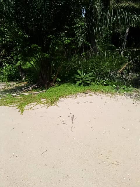 Vente et topographie de parcelle